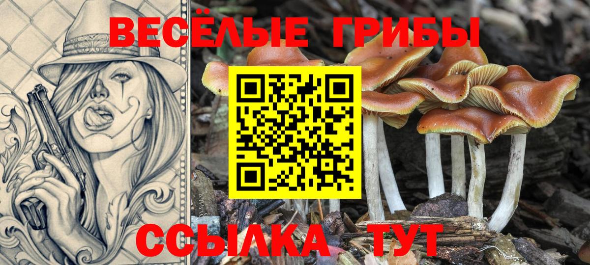 Мытищи  Галлюциногенные грибы Psilocybe  Вход с VPN 
